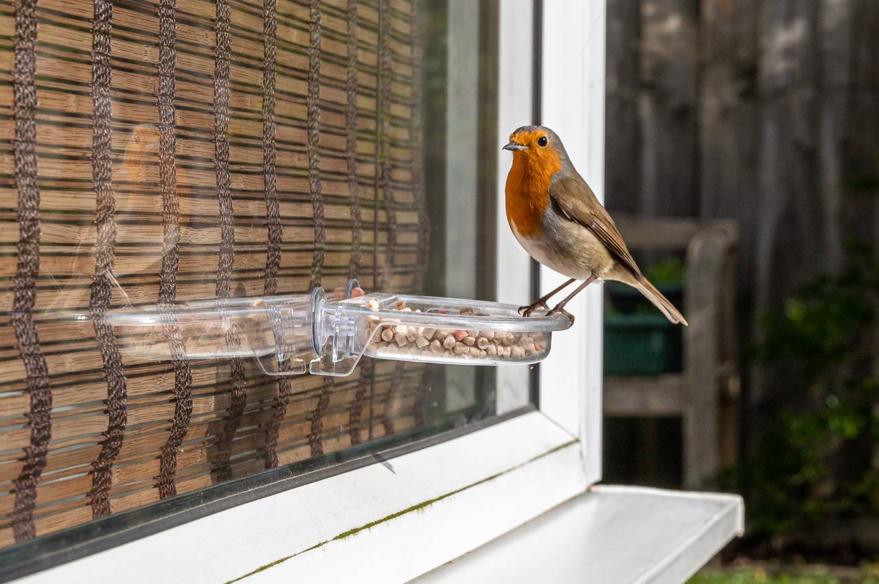 Window Feeders for Birds: Bringing Nature to Your Window